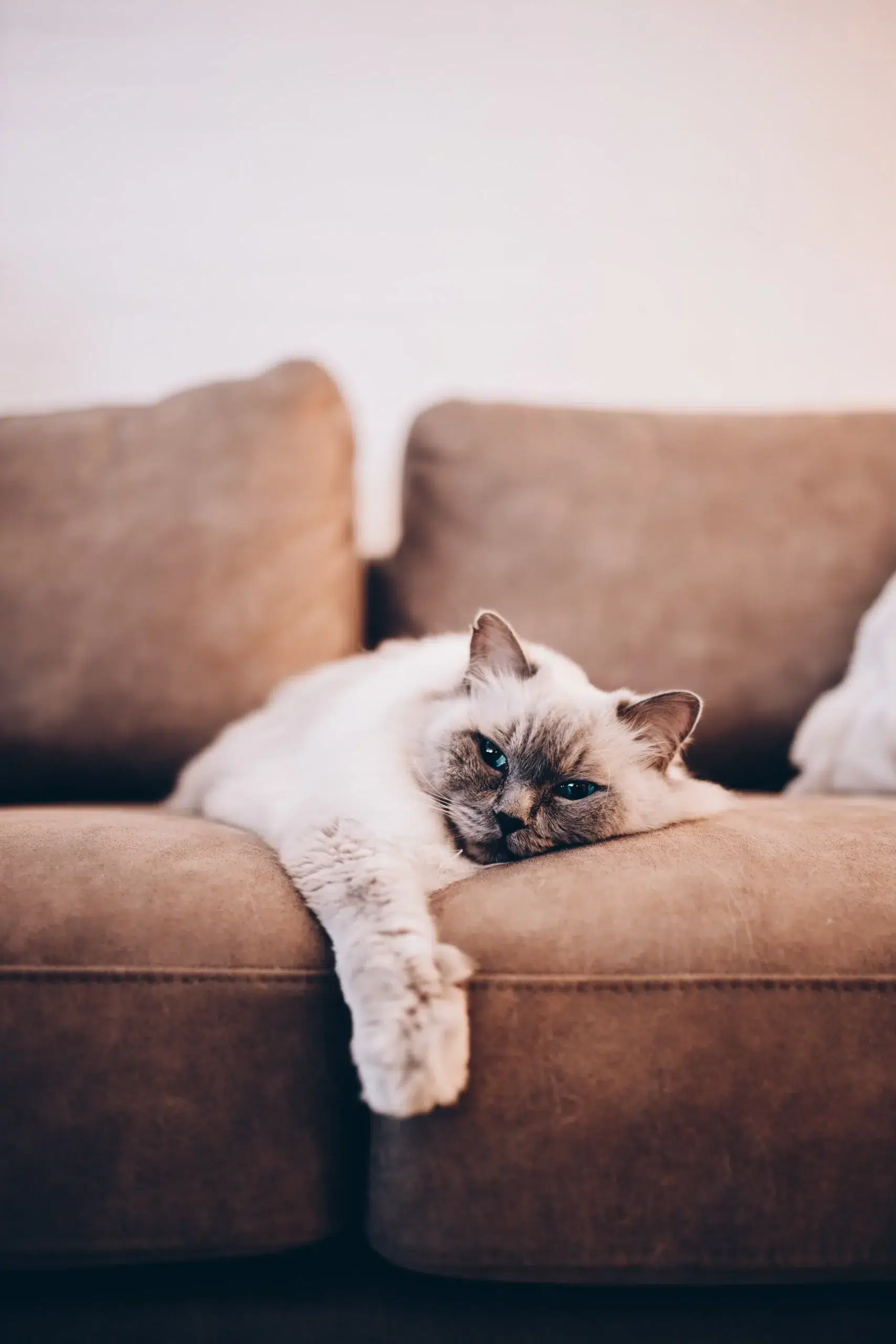 Chat qui paresse sur un canapé
