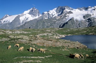 Troupeau de moutons dans une vallée avec une montagne en arrière-plan