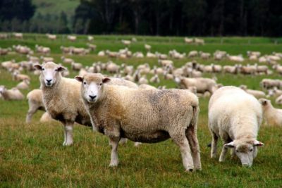 Troupeau de moutons dans un champ 