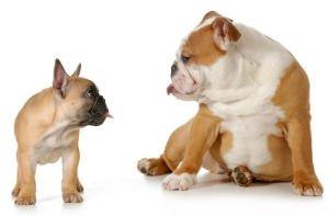 bouledogue francais contre bouledogue anglais