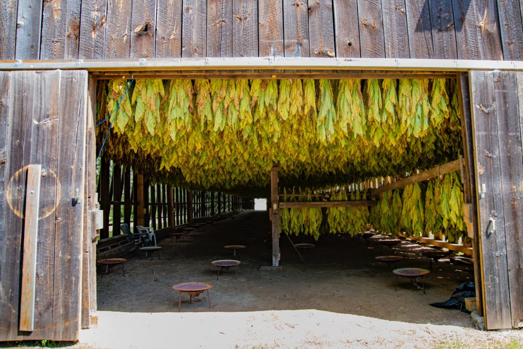 Hangar en bois pour le séchage des feuilles de tabac accrochées au plafond 