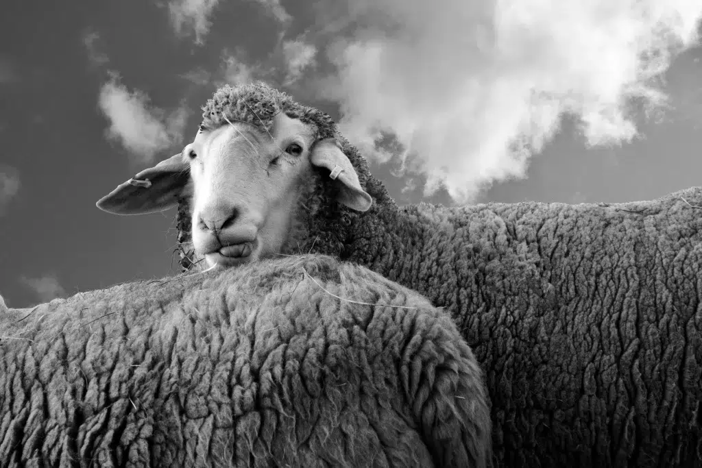 Photo en noir et blanc de deux moutons en plein air 