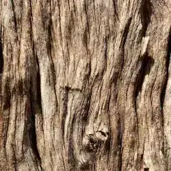 Écorces d’arbres utilisées pour le tannage végétal du cuir