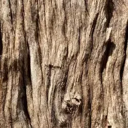 Écorce d'arbre